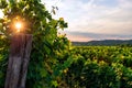 Sunny vineyard in Slovenia Royalty Free Stock Photo