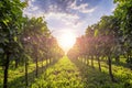 Sunny vineyards in Vipava valley, Slovenia Royalty Free Stock Photo