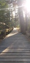 Sunny walking footbridge