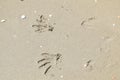 Sunny weather on the beach in Italy with imprints of hands and feet on the sand texture Royalty Free Stock Photo