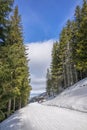 Sunny Weather on a Narrow Ski Slope Among Spruces