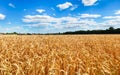 Sunny wheat field