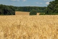 Sunny wheat field harvest with blurred clouds Royalty Free Stock Photo