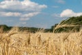 Sunny wheat field harvest with nice clouds Royalty Free Stock Photo