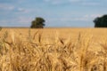 Sunny wheat field harvest with nice clouds closeup Royalty Free Stock Photo