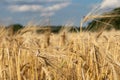 Sunny wheat field harvest with nice clouds Royalty Free Stock Photo