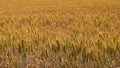 Sunny Wheat field
