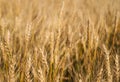 Sunny wheat field. Rurual landscape Royalty Free Stock Photo