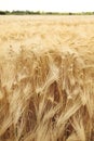 Sunny wheat field in the summer