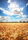 Sunny wheat field