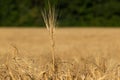 Sunny wheat stem close-up with blurred green trees Royalty Free Stock Photo