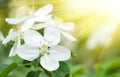 Sunny white cherry flowers