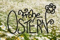 Sunny White Daisy Flower Meadow, Calligraphy Frohe Ostern Means Happy Easter