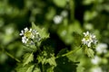 Sunny white daisy flowers blooming in spring Royalty Free Stock Photo