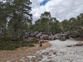 Sunny Wilderness Landscape with Boulders and Rock in Fontainebleau, France, at the L'Elephant climbing area Royalty Free Stock Photo