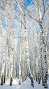 Sunny winter birch forest Royalty Free Stock Photo