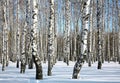 Sunny winter birch grove Royalty Free Stock Photo
