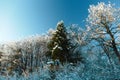 Sunny winter day against the blue sky. snow covered trees woods in winter landscape. winter forest Royalty Free Stock Photo