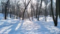 Sunny winter day in forest 2