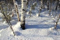 Sunny winter day in the forest in nhe Urals