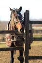 Sunny winter day on a horse farm Royalty Free Stock Photo