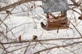 Little sparrows winter feeding in a park full of snow