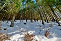 Winter in the Black forest in Germany