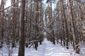 Sunny winter day in a pine forest. Tall pines. Sunny shadows on the snow Royalty Free Stock Photo