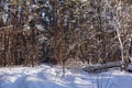 Sunny winter day in a pine forest. Tall pines. Sunny shadows on the snow Royalty Free Stock Photo