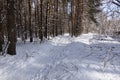 Sunny winter day in a pine forest. Tall pines. Sunny shadows on the snow Royalty Free Stock Photo