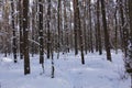 Sunny winter day in a pine forest. Tall pines. Sunny shadows on the snow Royalty Free Stock Photo