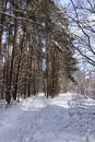 Sunny winter day in a pine forest. Tall pines. Sunny shadows on the snow Royalty Free Stock Photo