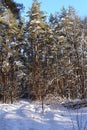 Sunny winter day in a pine forest. Tall pines. Sunny shadows on the snow Royalty Free Stock Photo