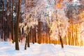 Sunny Winter Forest. Beautiful Christmas Landscape. Park With Trees Covered With Snow And Hoarfrost In The Morning Sunlight.