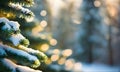 Sunny winter forest with fir trees