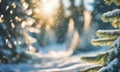 Sunny winter forest with fir trees