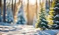 Sunny winter forest with fir trees