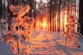 Sunny Winter Forest