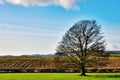 Sunny Winter Landscape