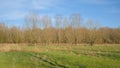 Sunny winter landscape with bare pollard willows in a meadow in the flemish countryside