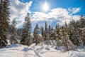 Sunny winter landscape in the nature: Footpath, snowy trees, sunshine and blue sky Royalty Free Stock Photo