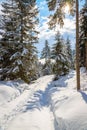 Sunny winter landscape in the nature: Footpath, snowy trees, sunshine and blue sky Royalty Free Stock Photo