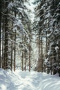 Sunny winter landscape in the nature: Footpath, snowy trees, sunshine and blue sky Royalty Free Stock Photo