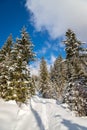 Sunny winter landscape in the nature: Footpath, snowy trees, sunshine and blue sky