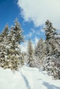 Sunny winter landscape in the nature: Footpath, snowy trees, sunshine and blue sky Royalty Free Stock Photo