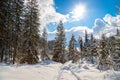 Sunny winter landscape in the nature: Footpath, snowy trees, sunshine and blue sky Royalty Free Stock Photo