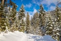 Sunny winter landscape in the nature: Footpath, snowy trees, sunshine and blue sky