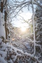 Sunny winter landscape in the nature: Snowy trees, wilderness