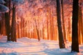 Winter park with tall trees covered with frost. Forest with path illuminated by warm sunlight.