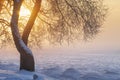 Sunny winter landscape at sunrise in foggy morning. Warm golden sunlight lights through tree in fog. Christmas background. Xmas Royalty Free Stock Photo